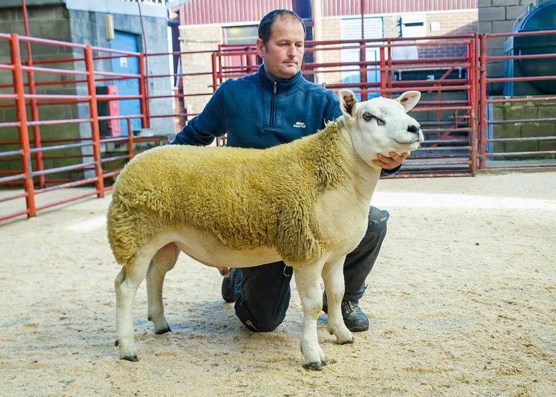 Reserve Champion Texel Ram Lamb from R Cockburn Hill of Errol